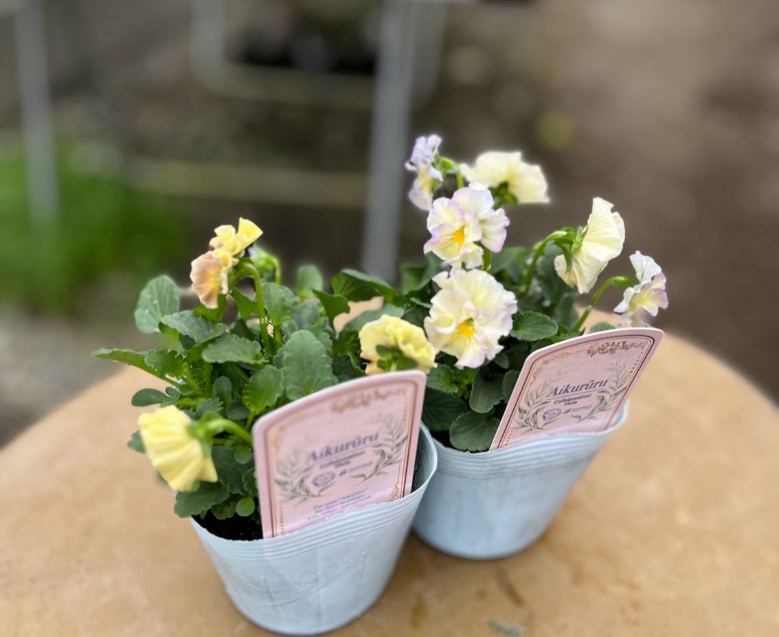 大人気　花日和ビオラ　アイクルール　小さめ 24本セット 大人気 花日和ビオラ アイクルール 小さめ 24本セット セ）セット 3苗