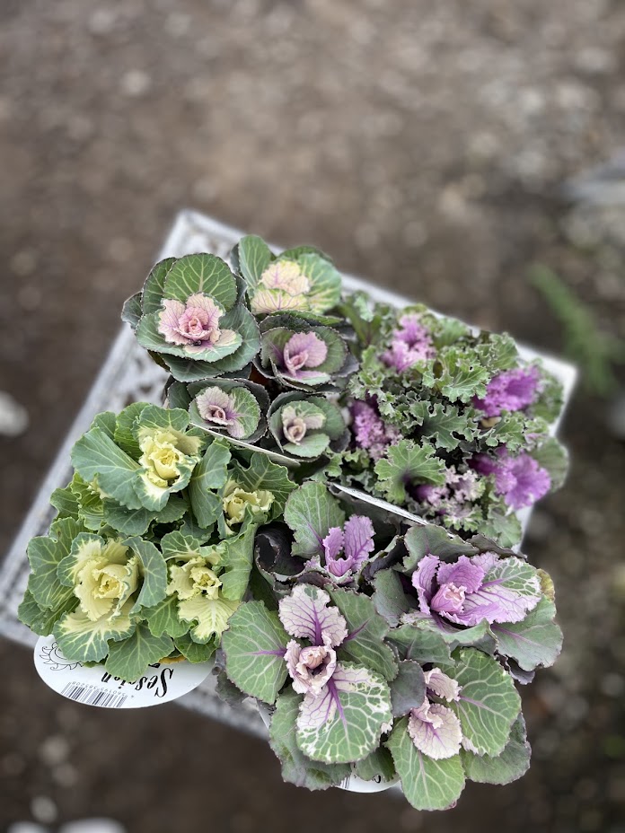 牡丹様 リクエスト プラナロム 5点 まとめ商品 牡丹様 リクエスト プラナロム 5点 まとめ商品