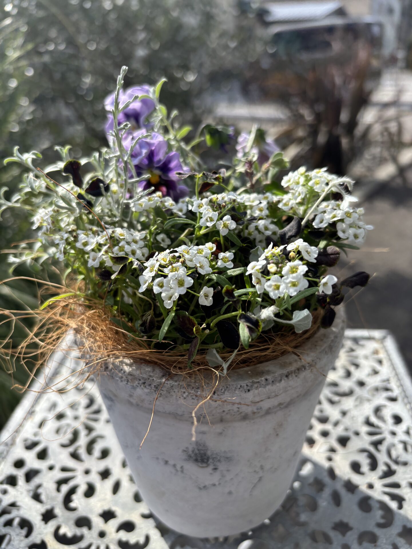 ビオラとアリッサムの寄せ植え - 工房静寛