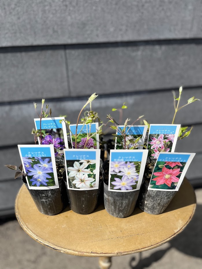 及川フラグリーンさん クレマチス カラー8種 2.5寸 - 工房静寛