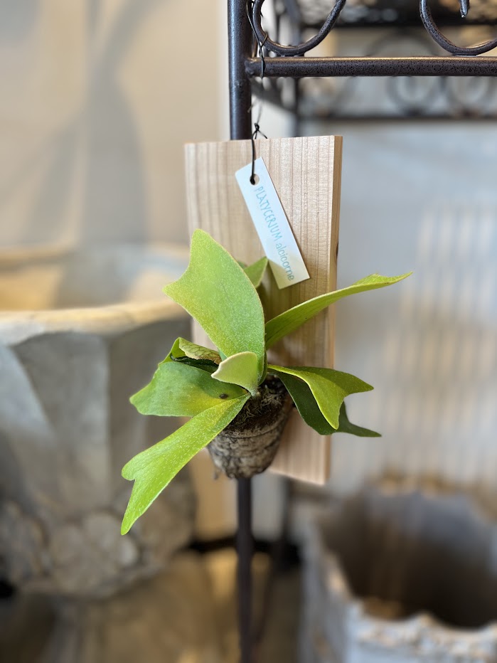 コウモリラン・プラティセリウム - 工房静寛