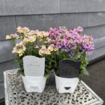 花芳オリジナル　ネメシア　カラー５種　3.5寸