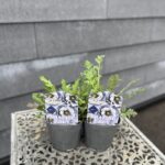 ポピー「アメイジンググレイ」　3寸