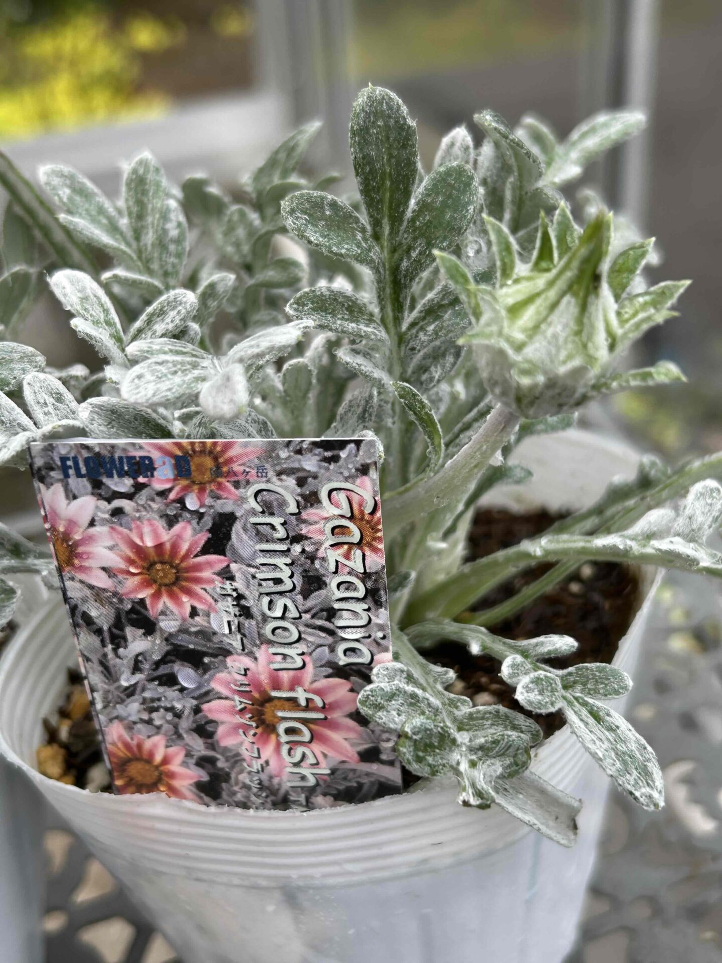 ガザニア クリムゾンフラッシュ 3.5寸 - 工房静寛