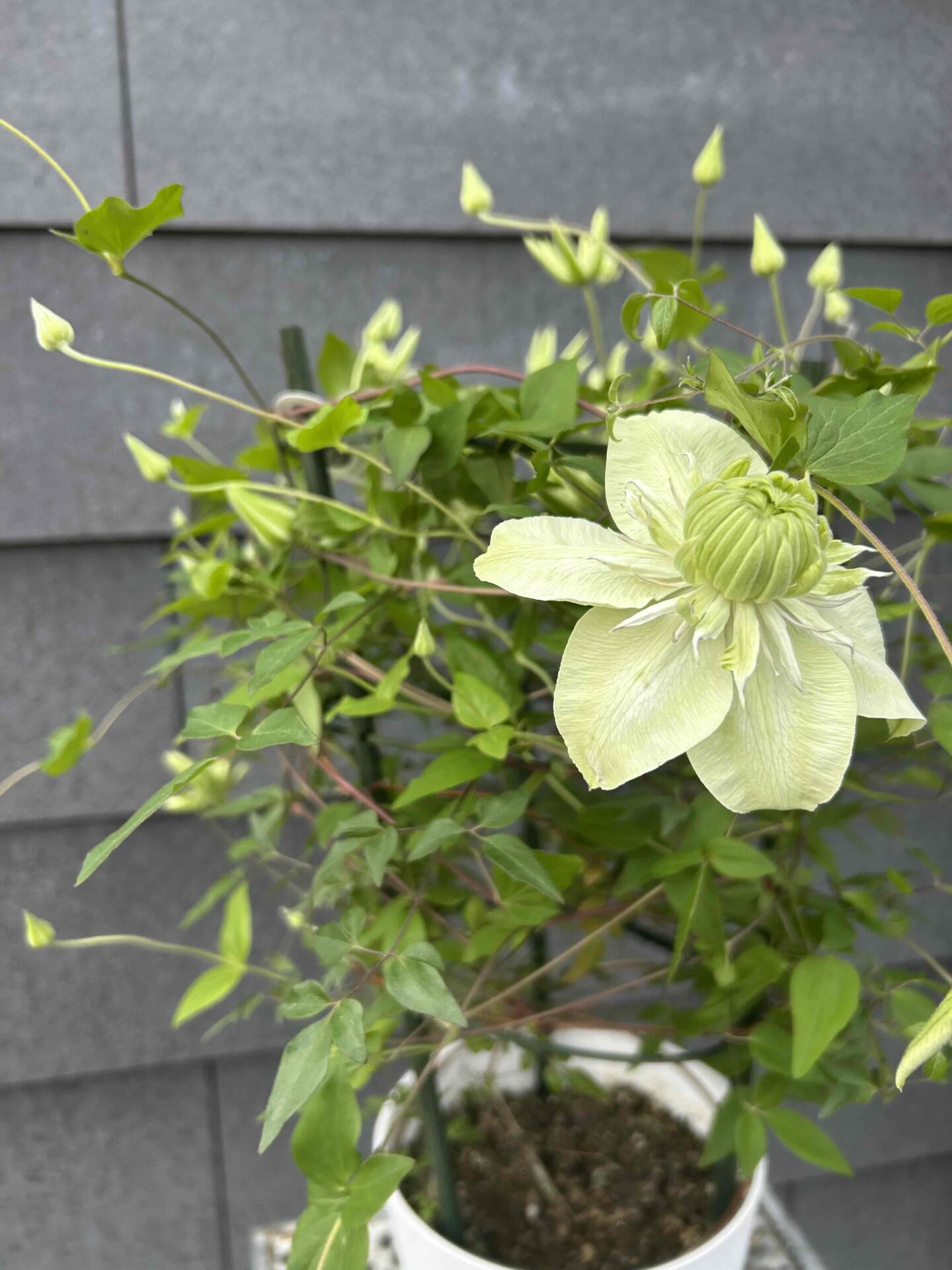 クレマチス 白万重 5.0寸 - 工房静寛