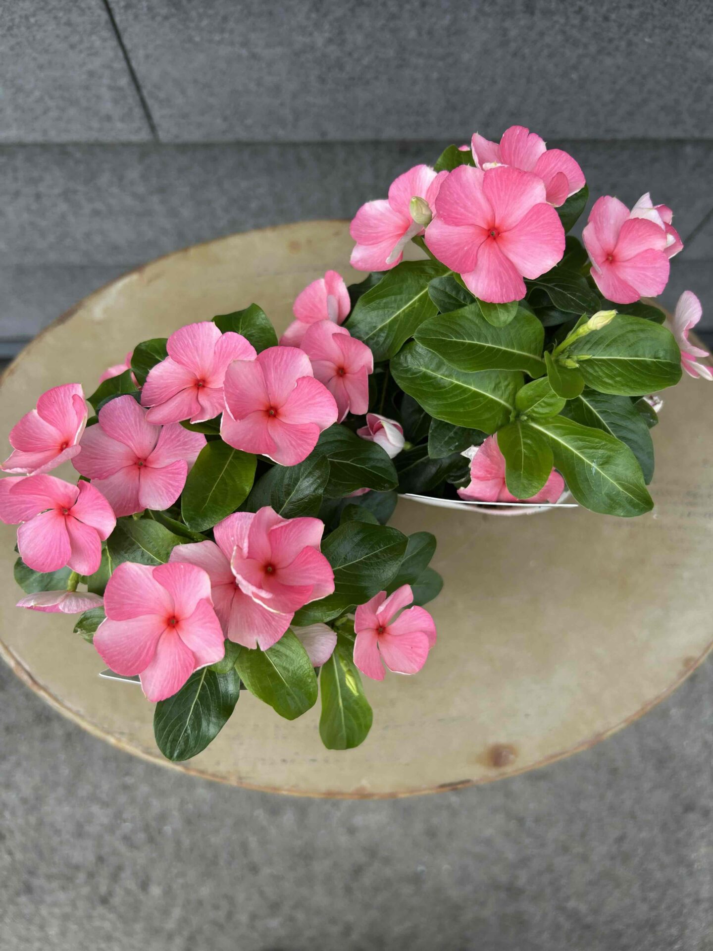 北島園芸 ニチニチソウ ビー玉オレンジ - 工房静寛