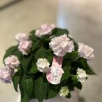 山紫陽花　伊予獅子手まり　ピンク　4寸