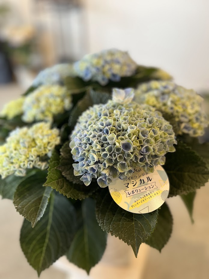 ハイドランジア　リシアンサス SALE】ハイドランジア マジカル 「レボリューション」5.0寸 - 工房静寛