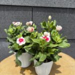 サマーセール３割引き！　日々草　MIKI
