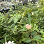 ミニバラ「モカ」