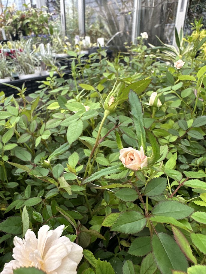 ナナ様　確認用　ミニバラ　モカ ナナ様 確認用 ミニバラ モカ ミニバラ モカ | 3.5号 - 株式会社陽春園植物