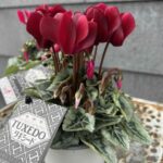 ガーデンシクラメン”タキシード”