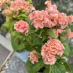 ケイトウ”ジュラサーモン”