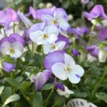 ビオラ　『ももか』