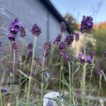 イングリッシュラベンダー 『バレンス・ ダークバイオレット』
