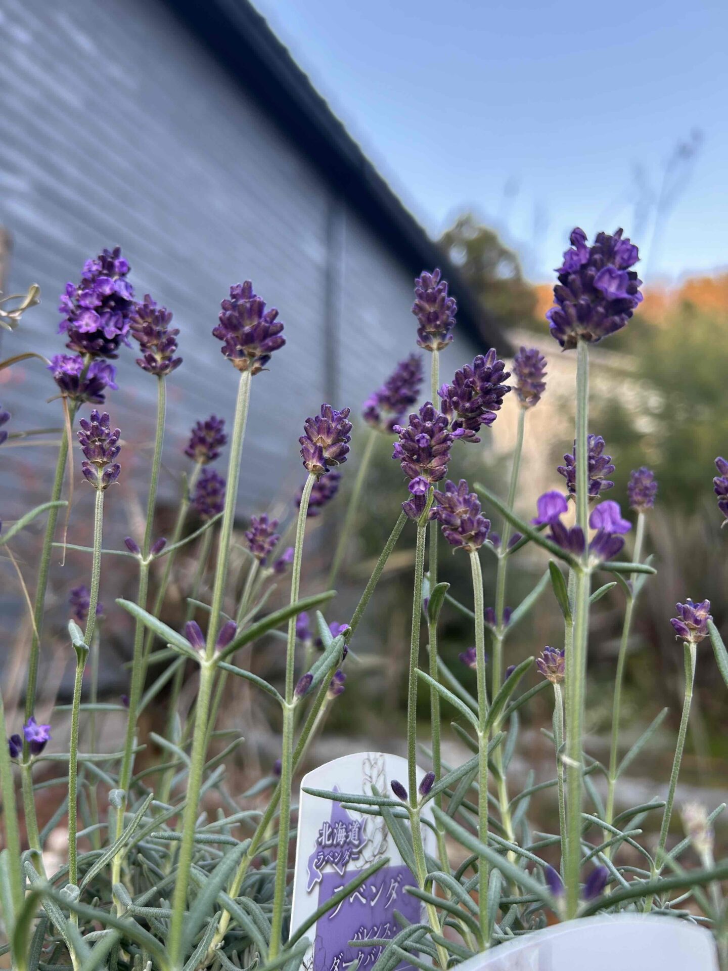 専用　ラズベリー鉢植え　ケイトウ　ラベンダー　クローバー　クレイフラワー IMG_9583.jpg