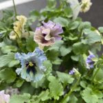 ビオラ　『レディ』