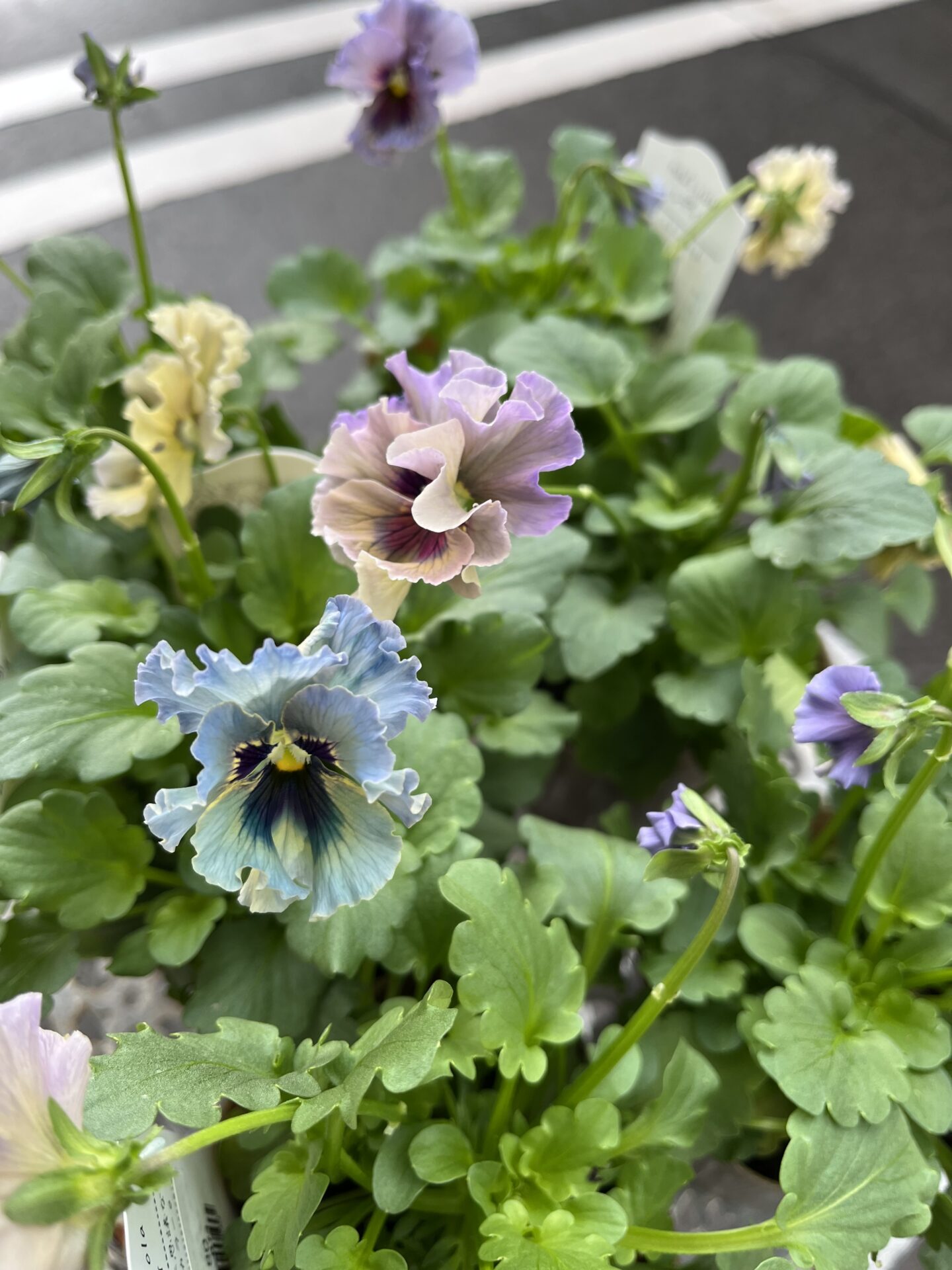 ビオラ 『レディ』 - 工房静寛