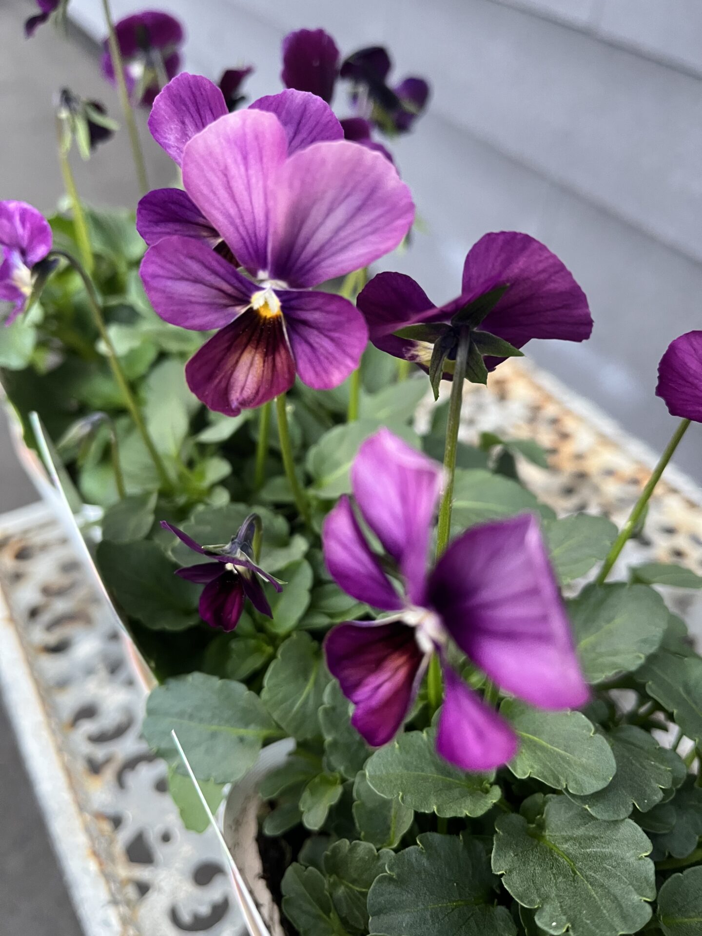 ビオラ パルプンテ 3寸 - 工房静寛