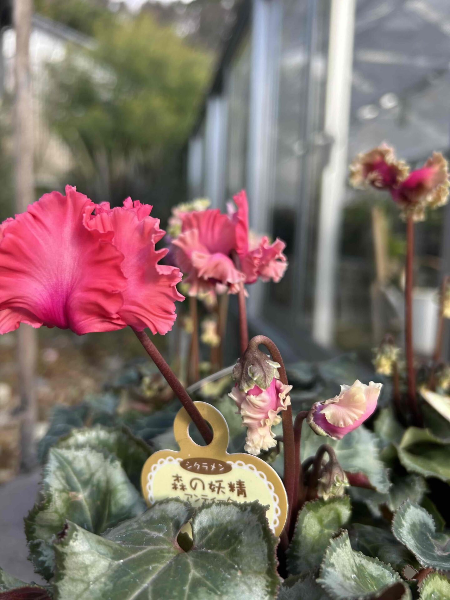 シクラメン【森の妖精】アンティーク - 工房静寛