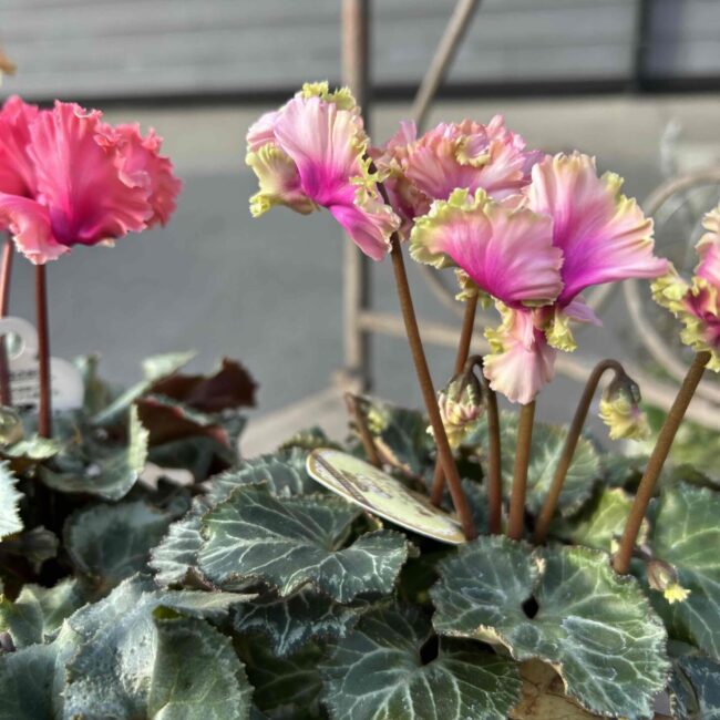 シクラメン【森の妖精】アンティーク - 工房静寛