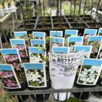 クレマチス　モンタナ　3寸