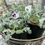 エロディウムナターシャ　3寸