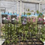 クレマチス　　ベル・チューリップ　4.5寸