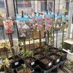 クレマチス　　ベル・チューリップ　4.5寸