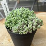 セダム　D　パープルヘイズ